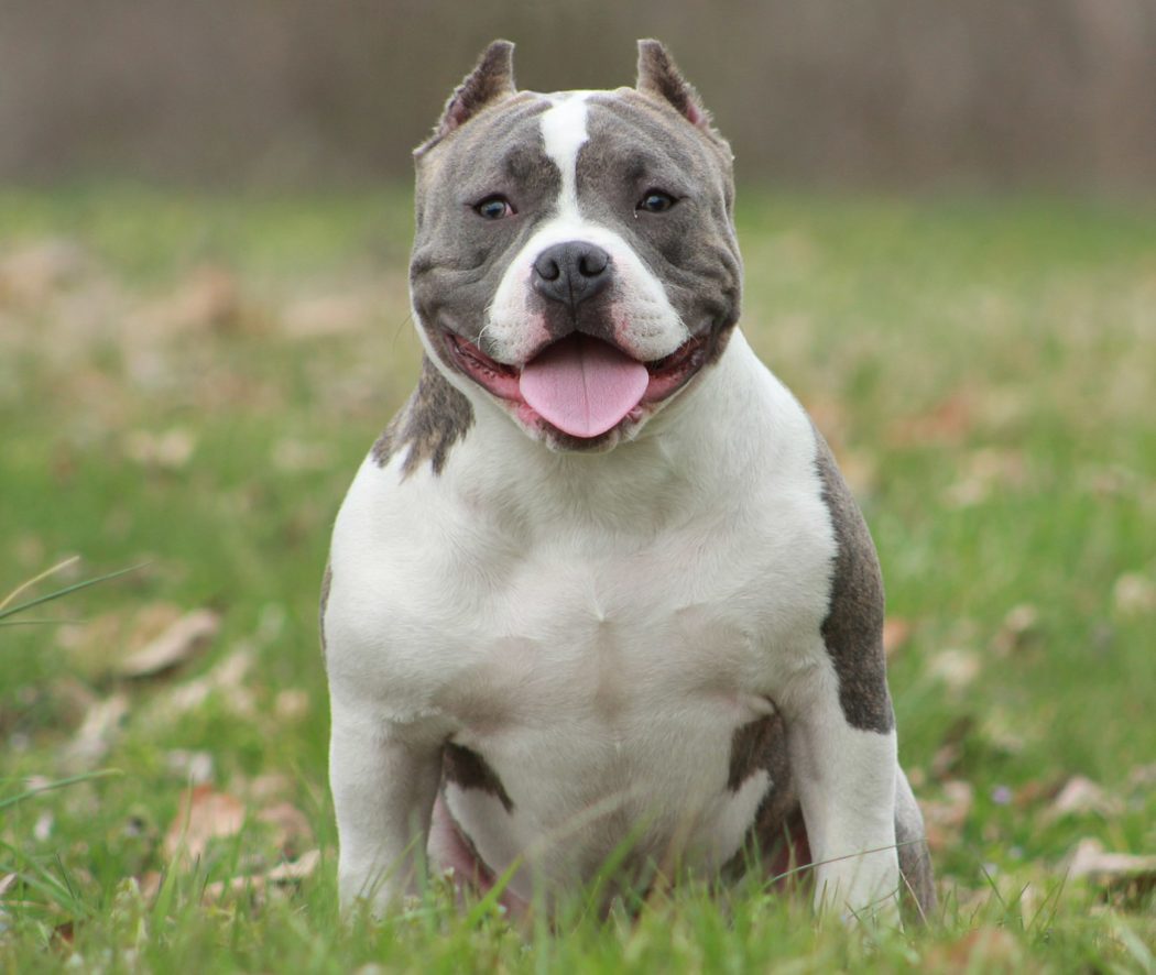 miniature pitbull breeds