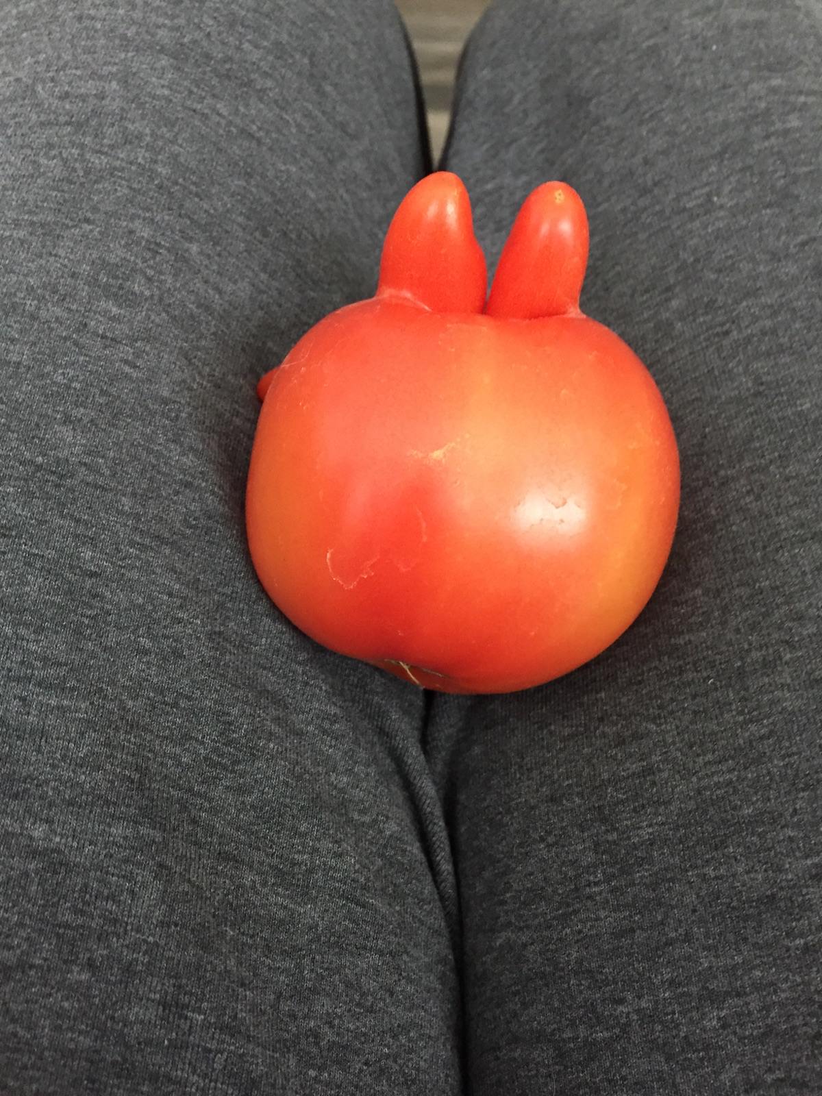 mr krabs tomato