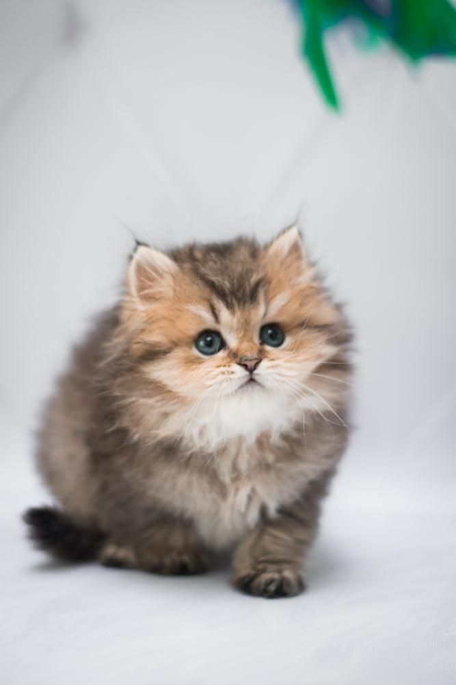 munchkin cats and kittens