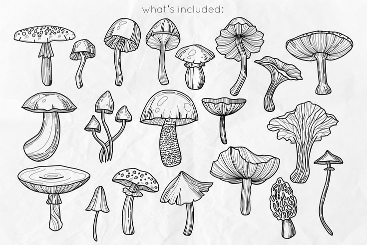 mushroom lineart