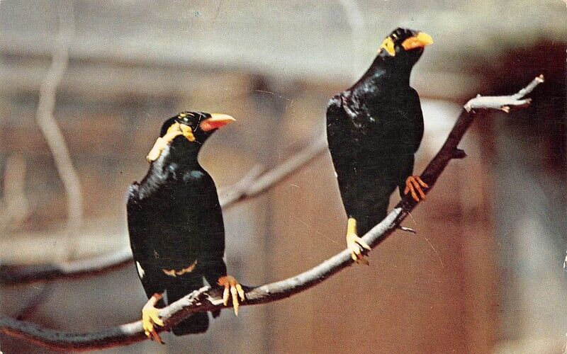 mynah bird for sale