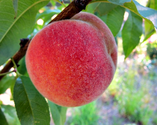 nanaimo peach tree for sale