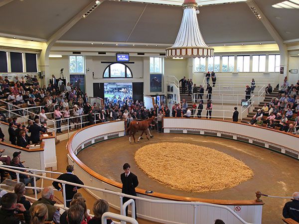 newmarket sales tattersalls