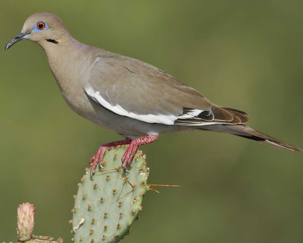 north texas dove lease