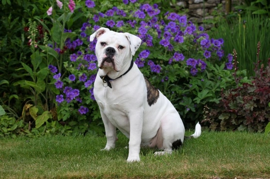 old tyme bulldog temperament