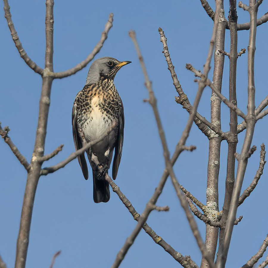 ontario rare bird alert