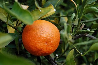 orange meaning in bengali