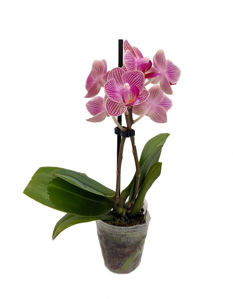 orchid plant walmart