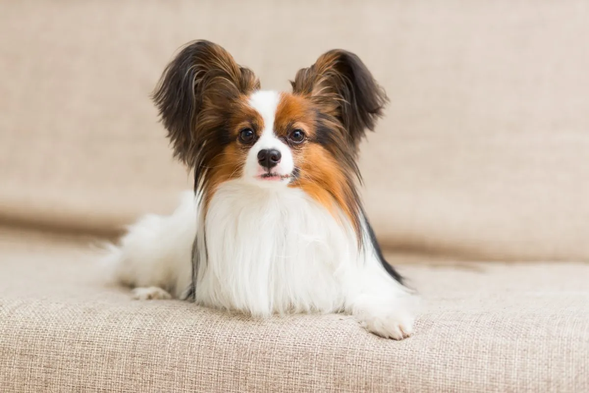 papillon puppies for sale