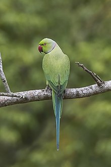 parrots india