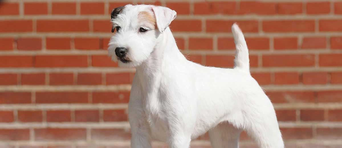 parsons russell terrier for sale