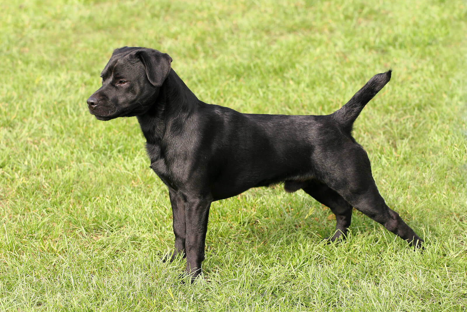 patterdale dogs for sale