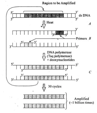 pcr diagram ncert