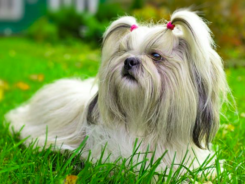 perro de raza shih tzu precio