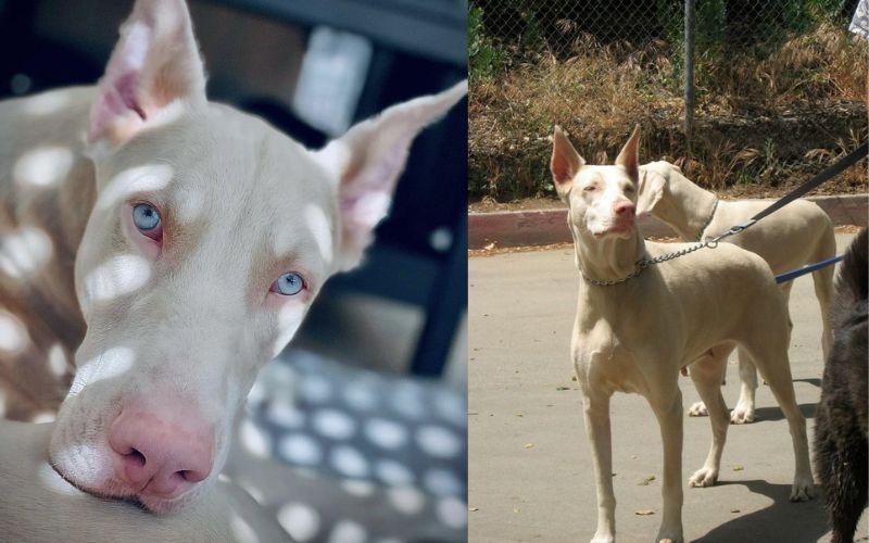 perro doberman blanco