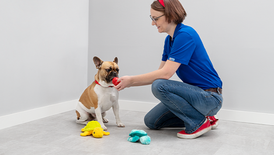 petsmart doggie day camp hours