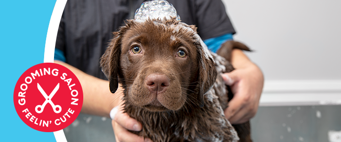 petsmart hot springs grooming