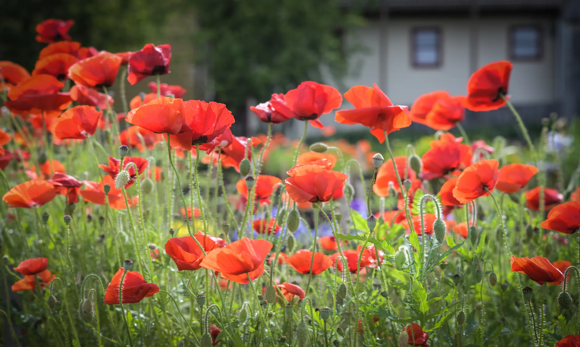 photo of poppies