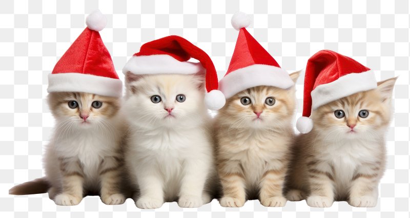 photos of christmas cats