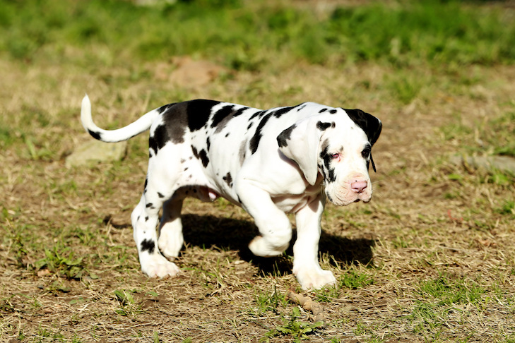 photos of great dane puppies