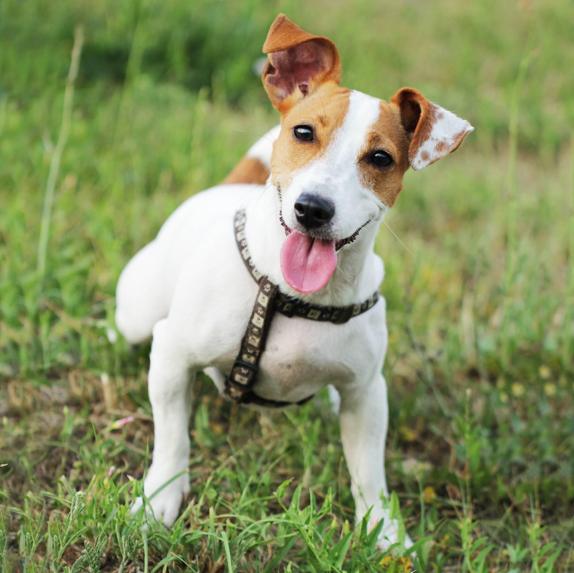 pic of jack russell