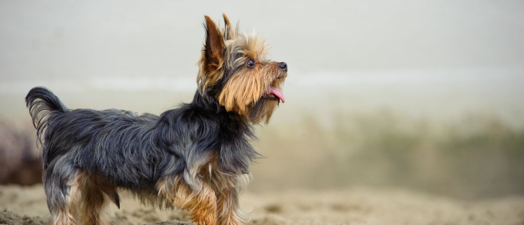 pictures of yorkshire terrier dogs