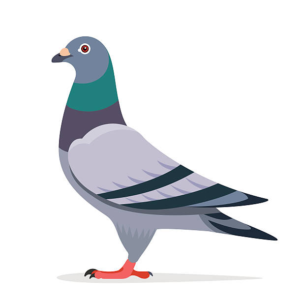 pigeon clipart