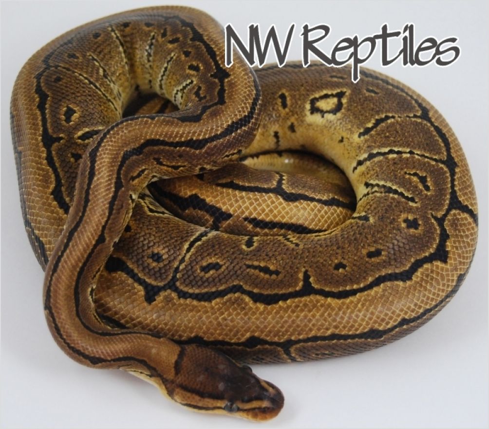 pinstripe ball python