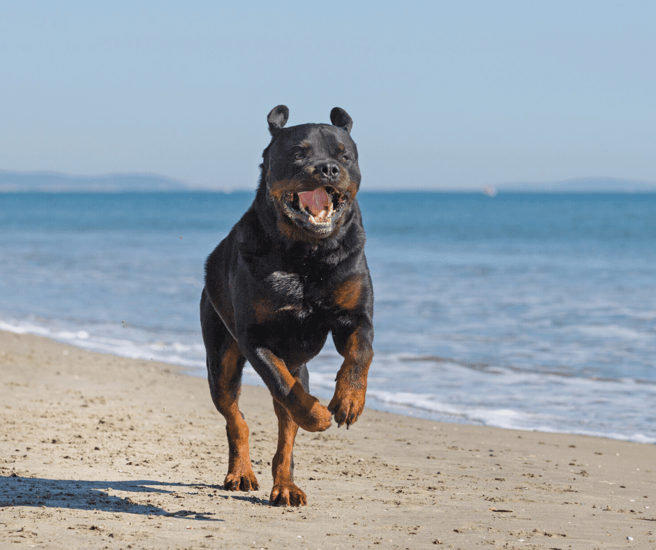 pit and rott mix