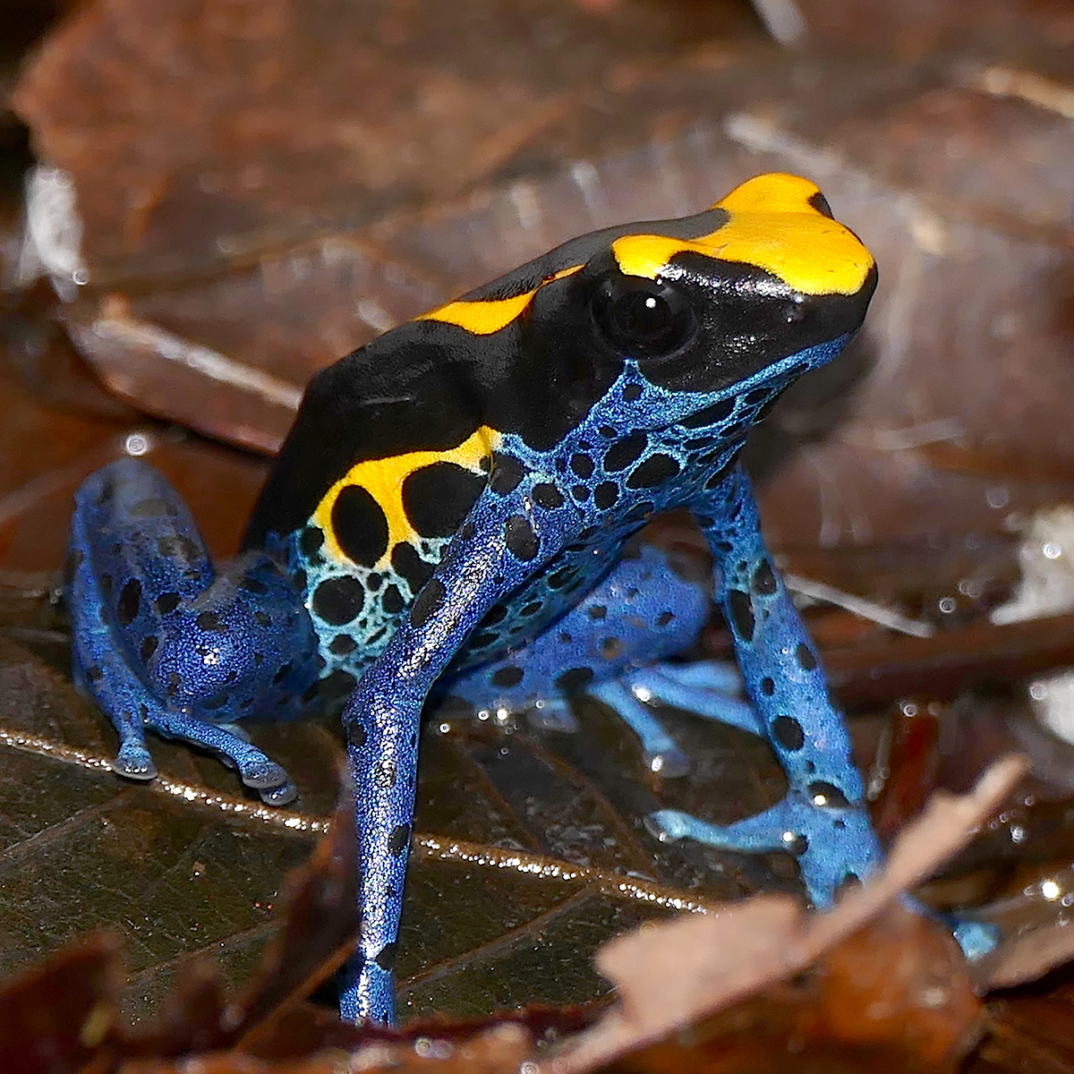 poison frog images