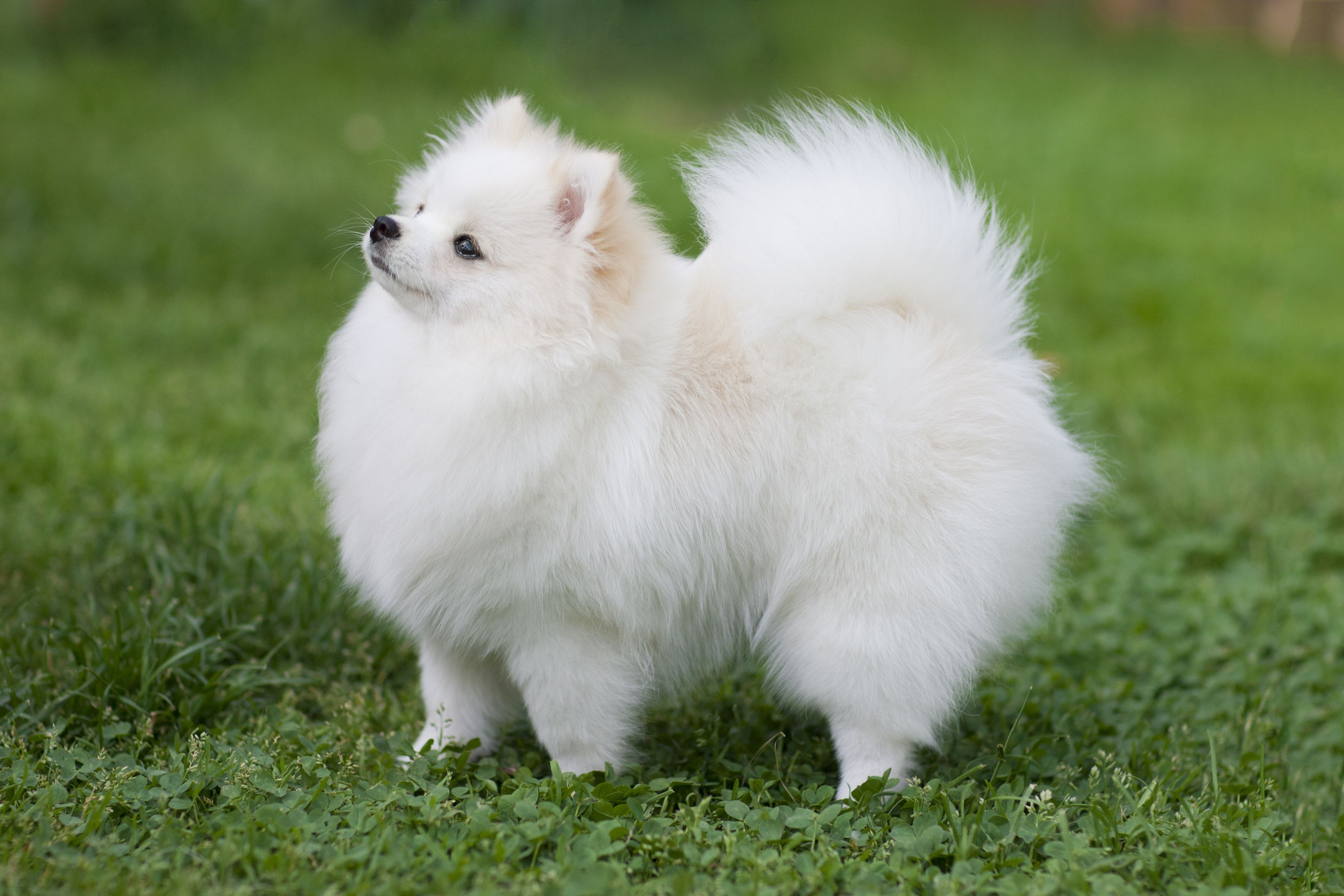 pom dog