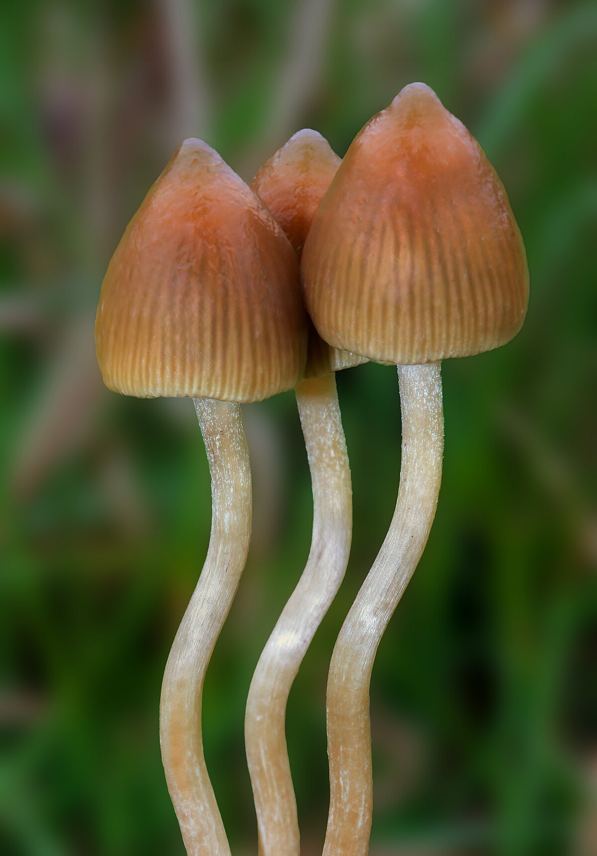 psilocybe semilanceata sweden