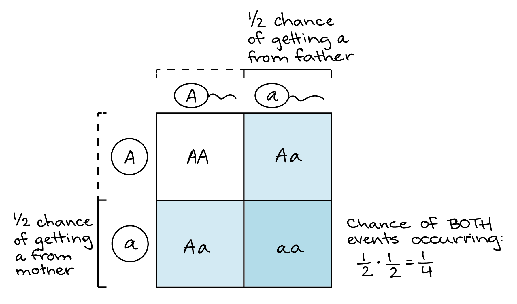 punnet square calculator