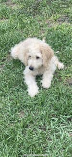 puppies for sale coffs harbour