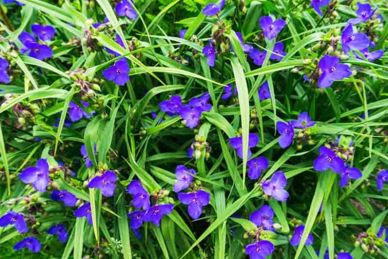 purple wort flower