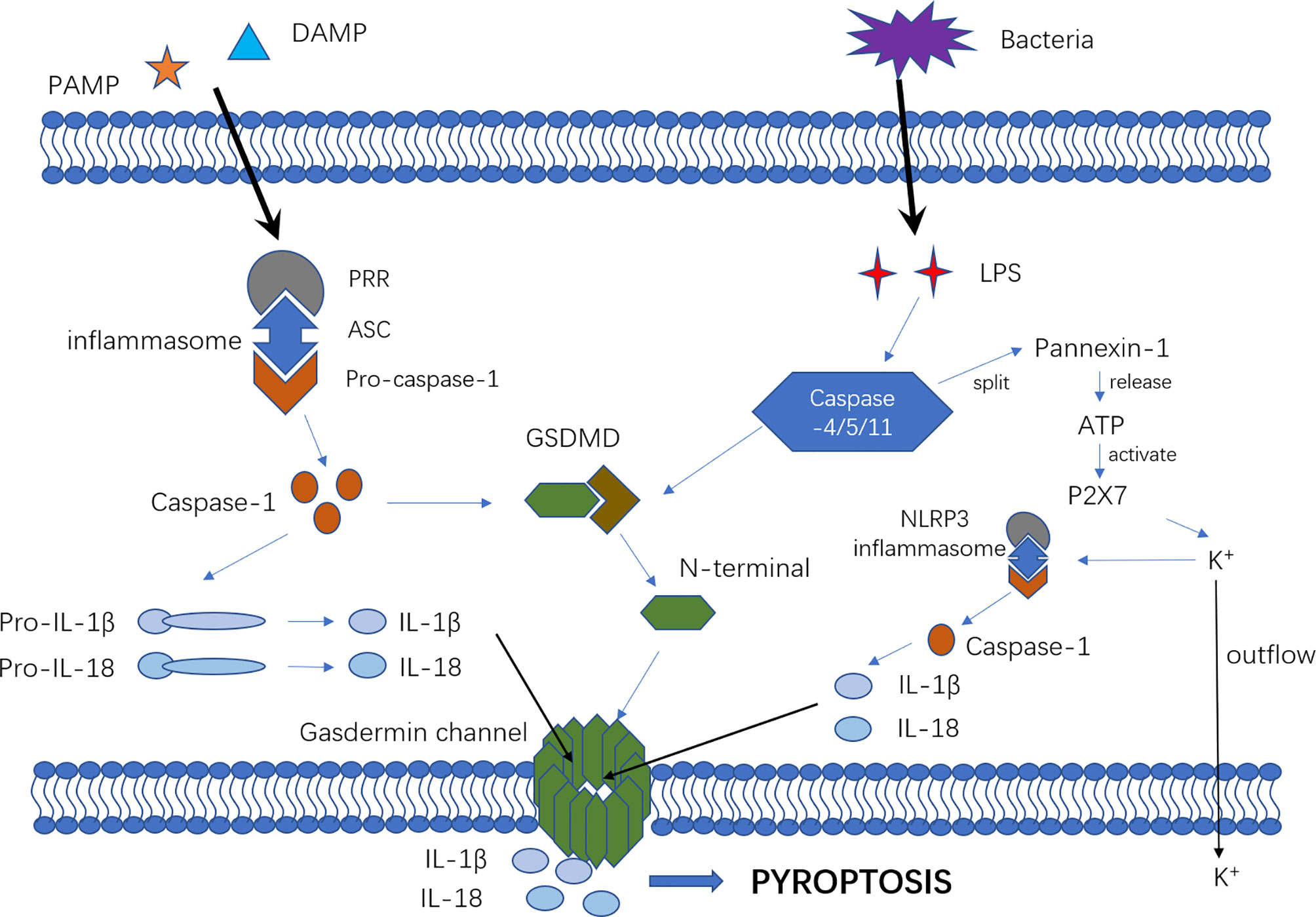 pyroptosis