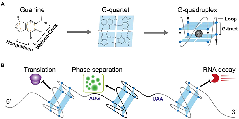 quadruplex