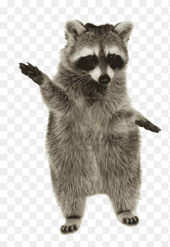 raccoon png