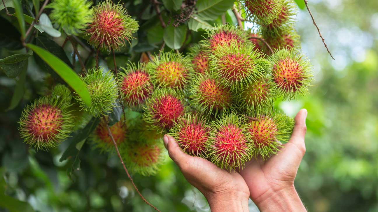 rambutan calories