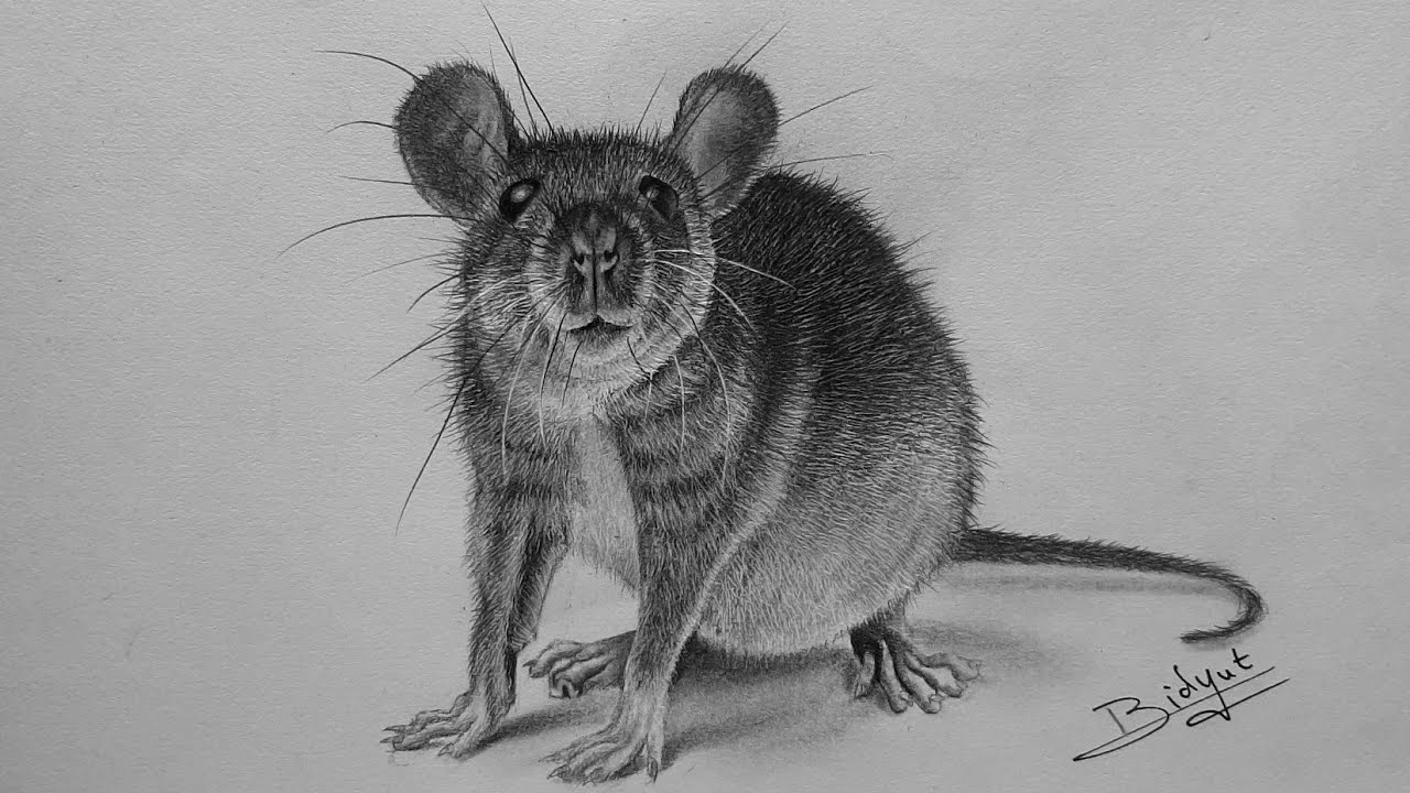 realistic rat drawing