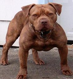 red nose bully pitbull