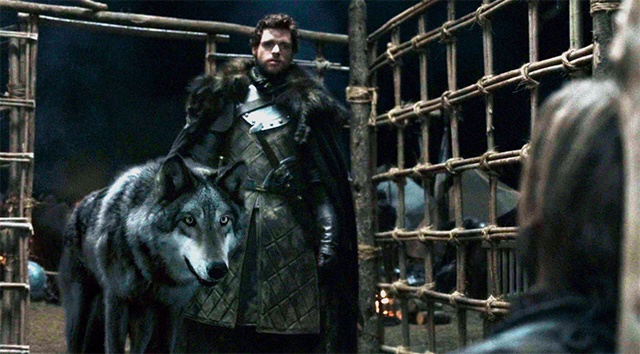 robb stark wolf