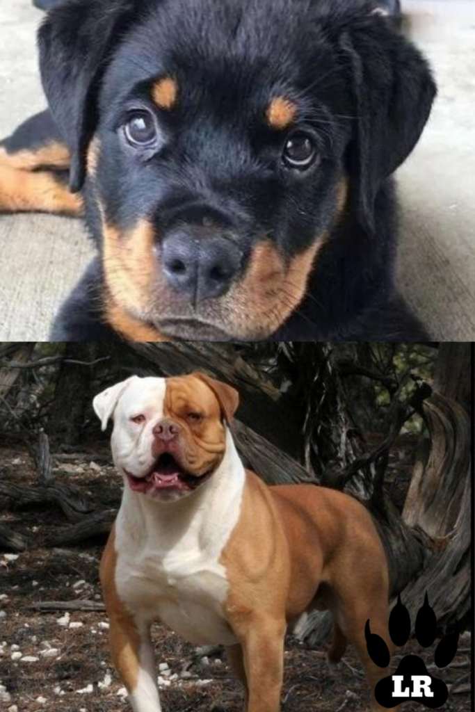 rottweiler bulldogge mix