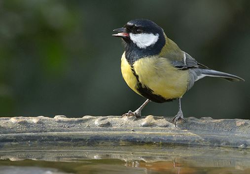 rspb shop near me