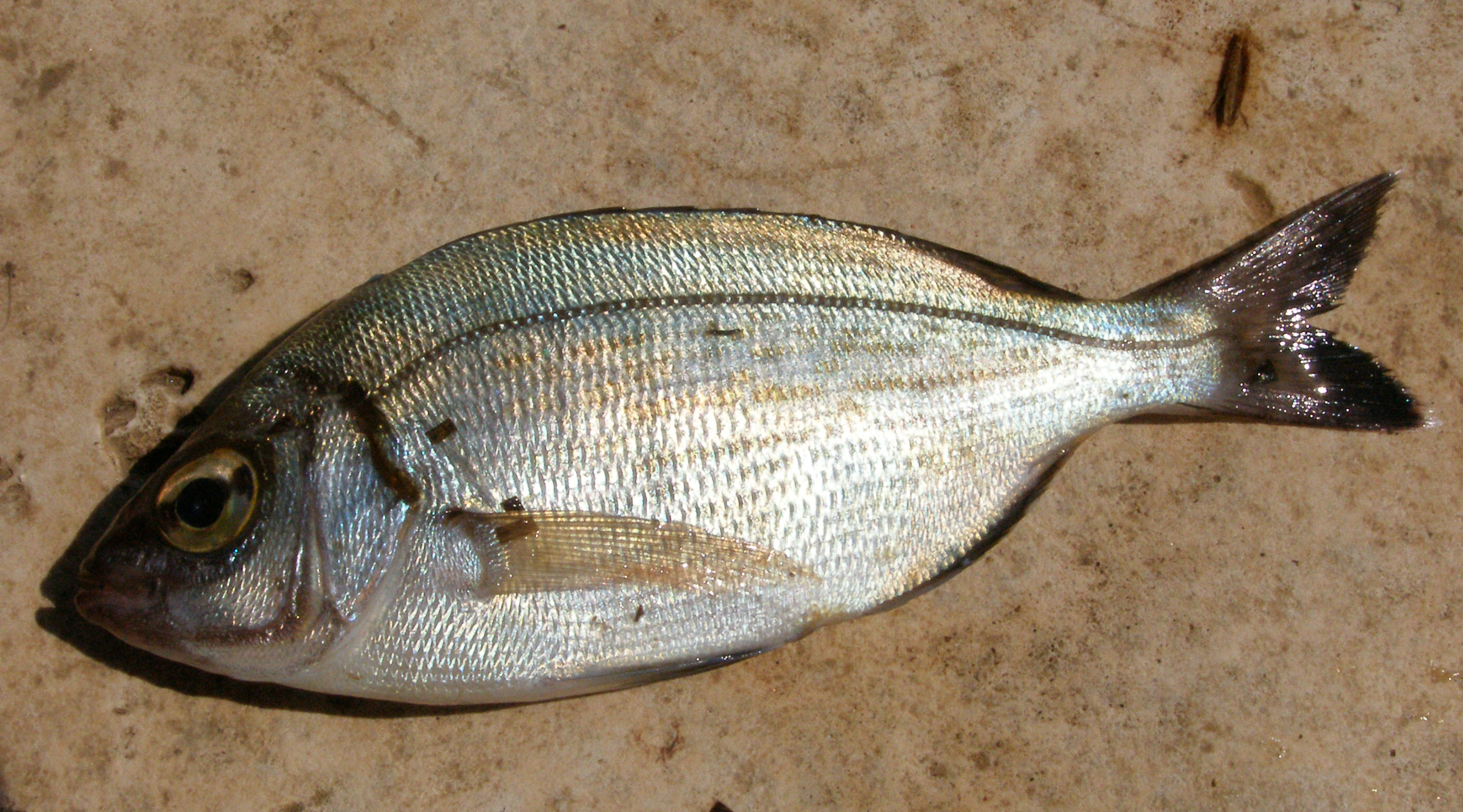 sea bream deutsch