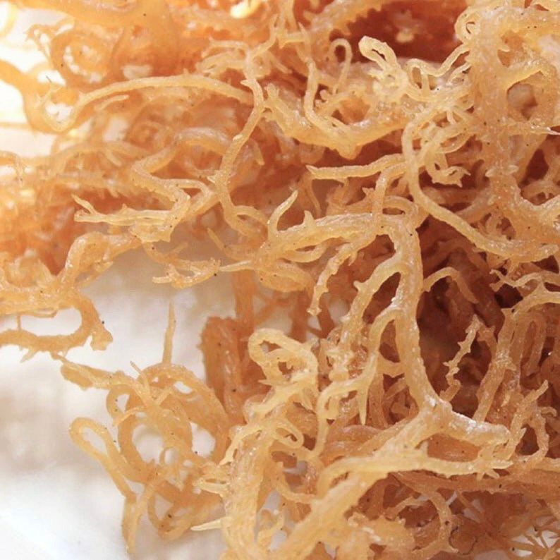 sea moss near me