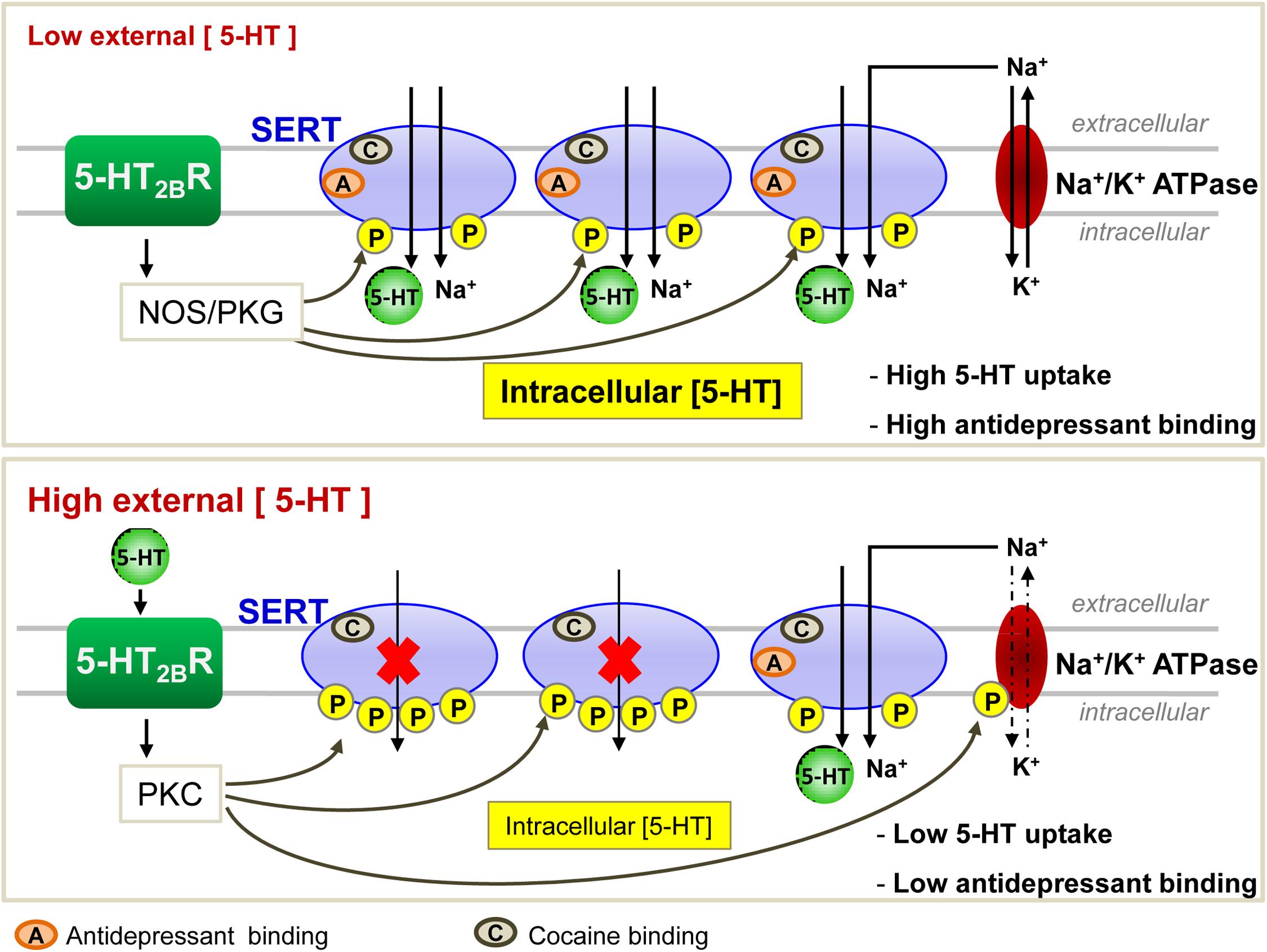 serotonin transporter