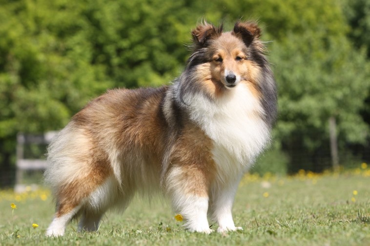 sheltie puppies for sale uk