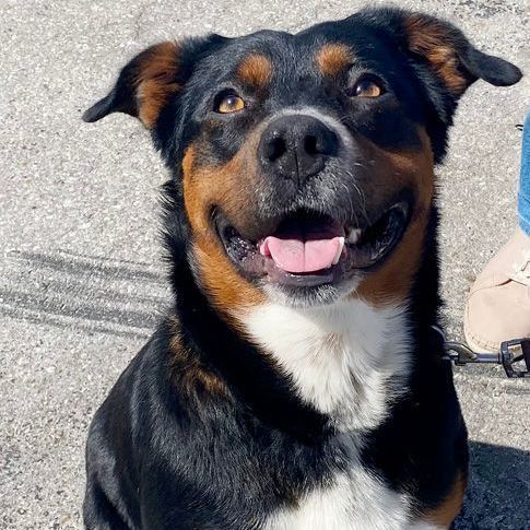 shepherd rottweiler cross