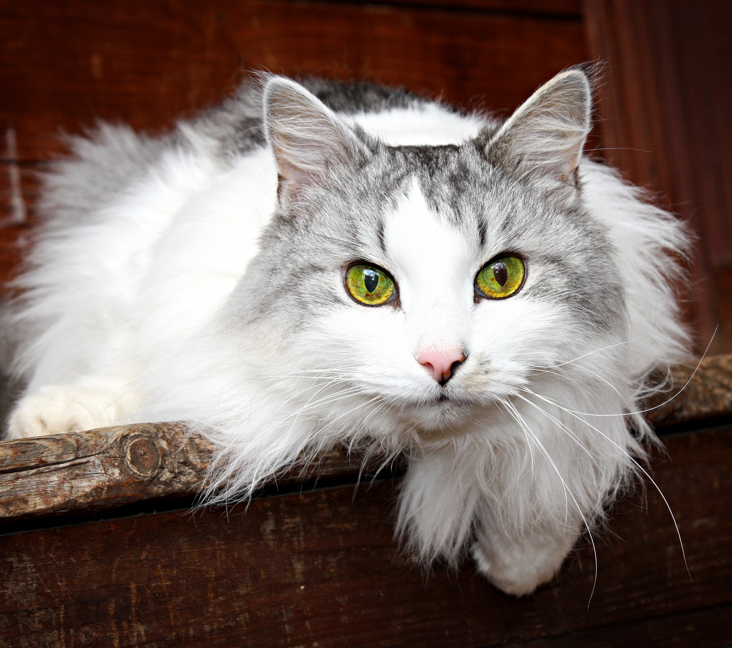 siberian forest cat vancouver